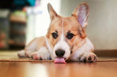 welsh-corgi-licking-floor